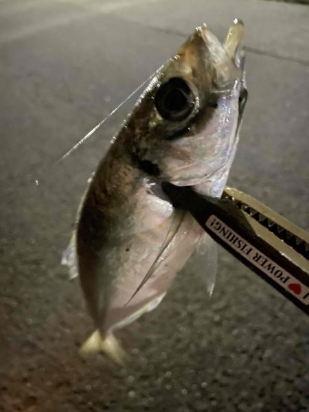 アジ回遊してきた