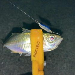 A.P.Pフィッシングガイドサービス　ときおりプラグでもアジを釣る