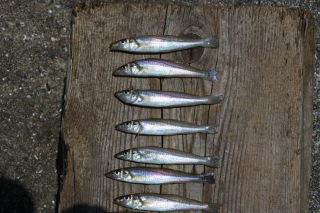 ピンギスが少し