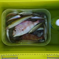 猛暑のキス釣り