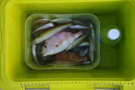 猛暑のキス釣り