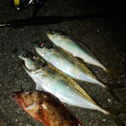 (尺アジ)フロートゲーム