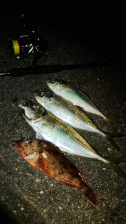 (尺アジ)フロートゲーム