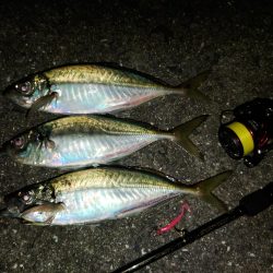 (尺アジ)フロートゲーム