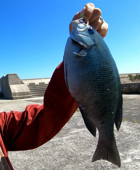 佐野新島でアジング！