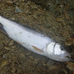 梅雨の淡水魚