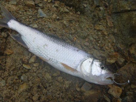 梅雨の淡水魚