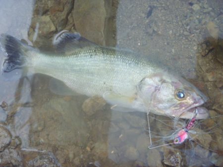 梅雨明け？バス