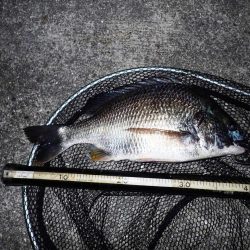 マチヌいました