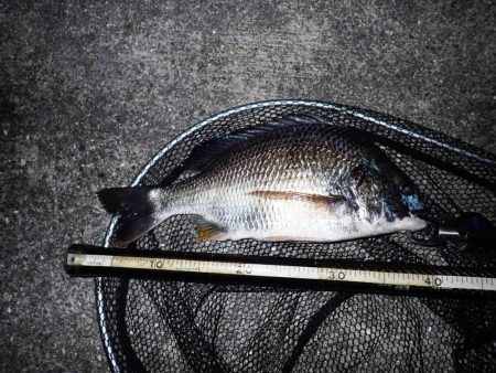 マチヌいました