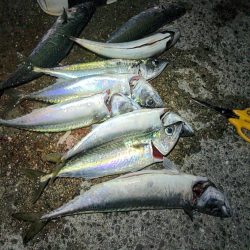大サバは釣れるけど…