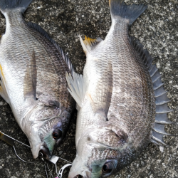 雨続きのキビレ