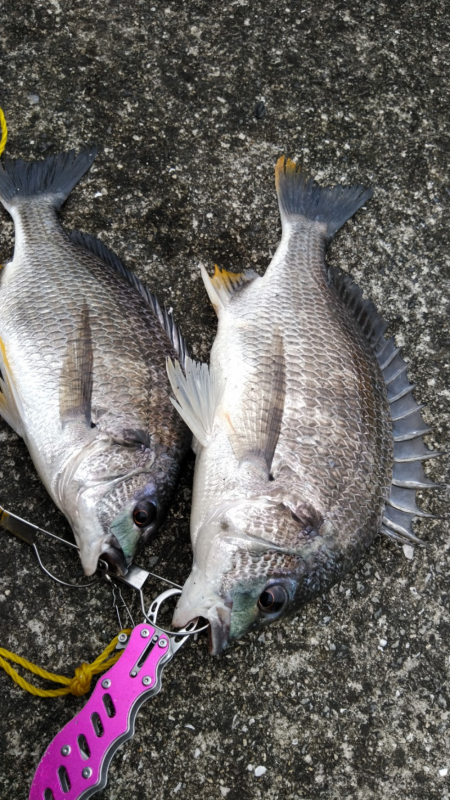雨続きのキビレ