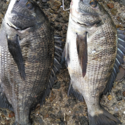 イガイ投げ釣法