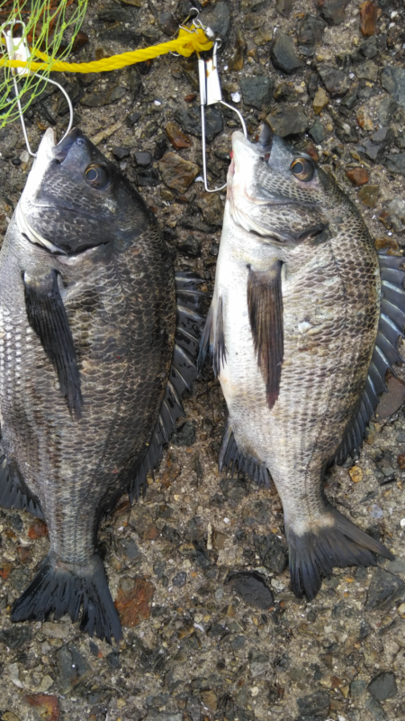 イガイ投げ釣法