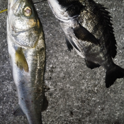 バラシ連発攻略