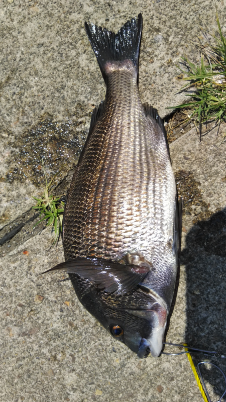 最後の最後でつれました。