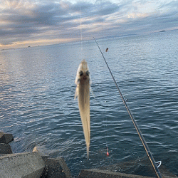 姫路のキス好調ながらもアタらない時間が長い