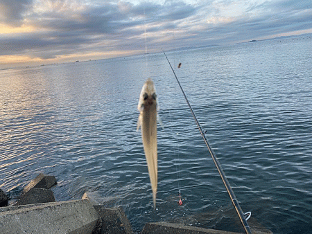 姫路のキス好調ながらもアタらない時間が長い