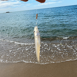 鳥取のキスとアジ調査