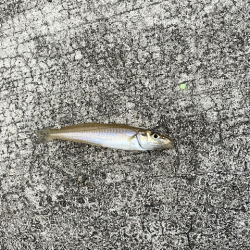 姫路のキス安定してきたけど小さい