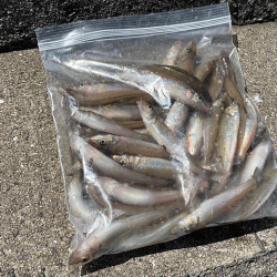 姫路のキスが産卵で高活性！