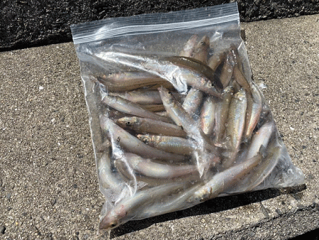 姫路のキスが産卵で高活性！