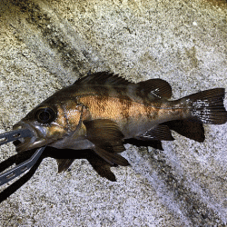 江井ヶ島と東二見で梅雨メバリング