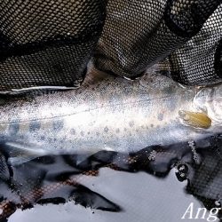 引原川本流にはロマンがある