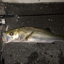 初夏のイナッコ