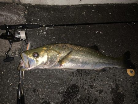 初夏のイナッコ