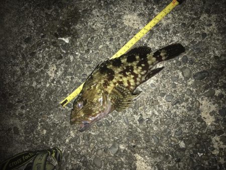 青イソメ流し釣り