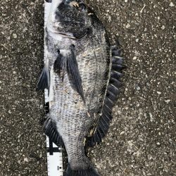 イチノ兄弟、釣果！