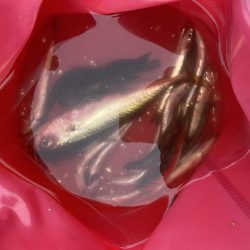 千葉港大潮の土曜日は朝から混んでた