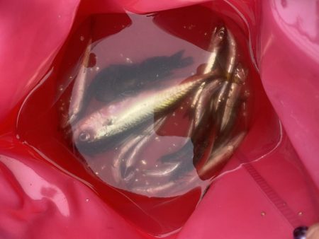 千葉港大潮の土曜日は朝から混んでた