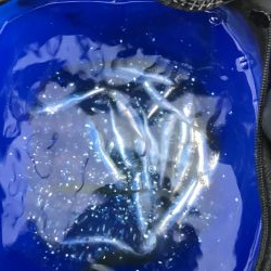 イワシマシマシ アジ少なっ!