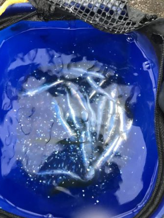 イワシマシマシ アジ少なっ!