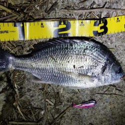 チヌはライトジギングがお勧め