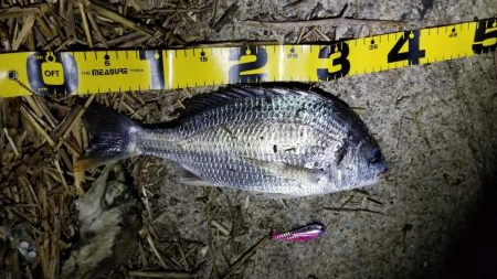 チヌはライトジギングがお勧め