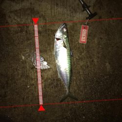 大サバようやくキャッチ