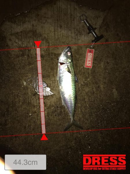 大サバようやくキャッチ