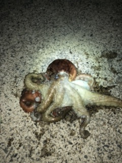 連日のキロアップ