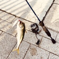 アジ調査のちサバリング