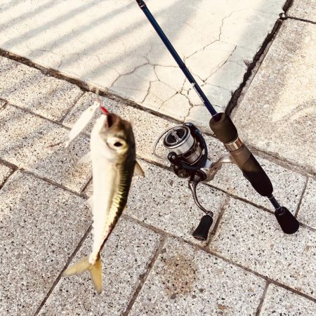 アジ調査のちサバリング