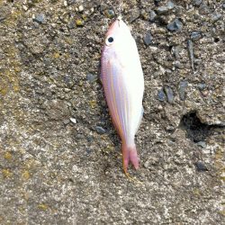 キス釣りのはずが・・・