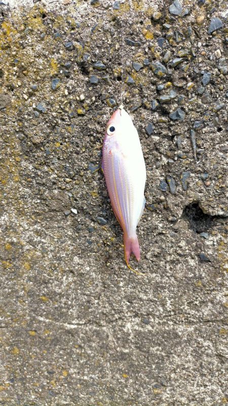 キス釣りのはずが・・・