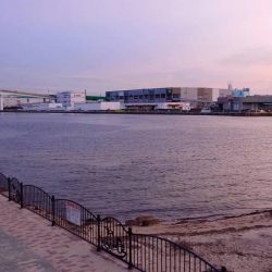 太っちょなマチヌ