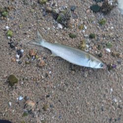 シーバスとボラ