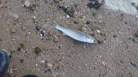 シーバスとボラ