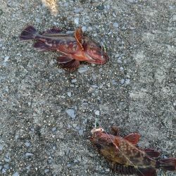 カッサーの無限ループ